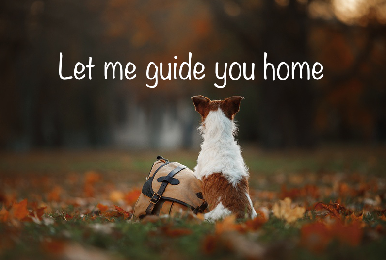 Let me guide you home